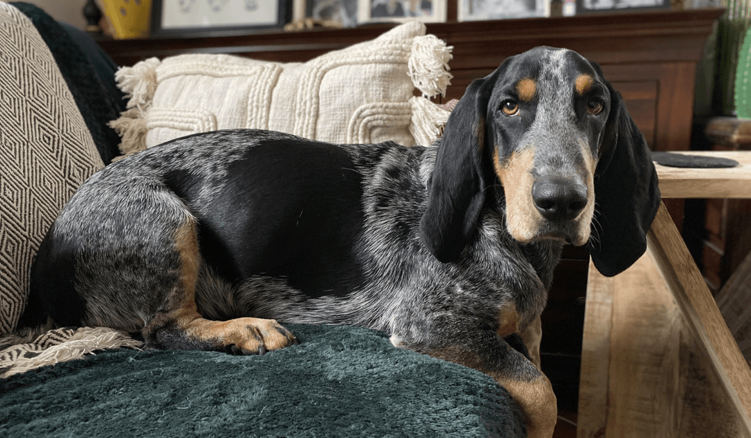 Doggy member Moose, the Basset Bleu De Gascogne, lying on the sofa