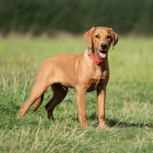 Labrador Dog Breed Guide: Care, training and fun facts