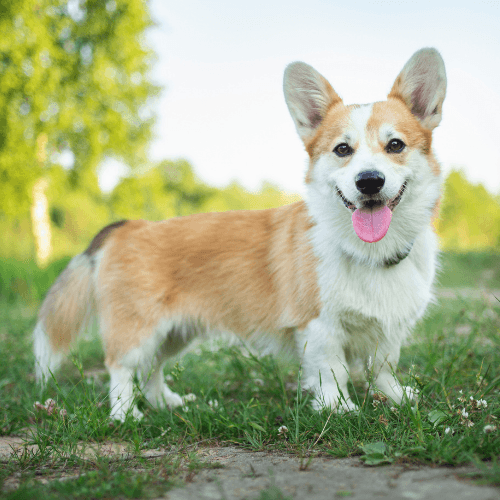 Pembroke Welsh Corgi Dog Breed Guide: Care, training and fun facts