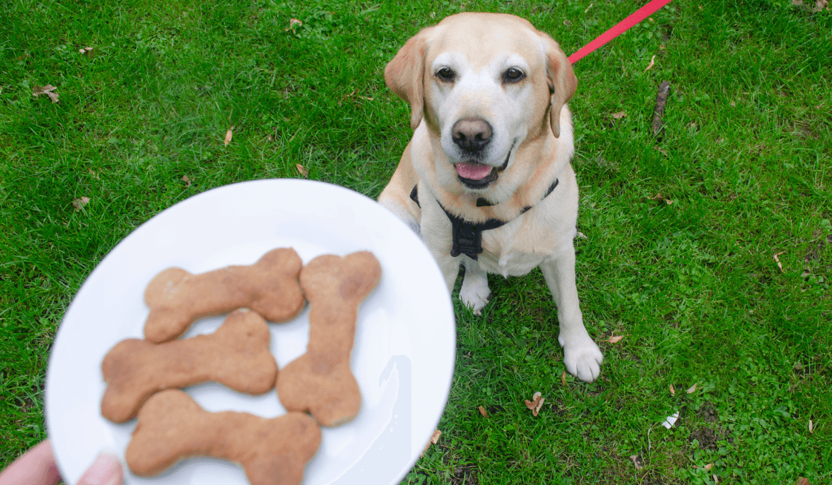 Banana and peanut butter treats recipaw