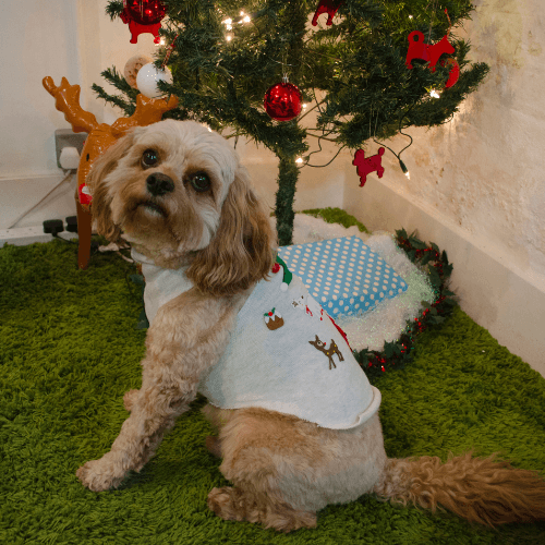 DIY doggy Christmas jumper