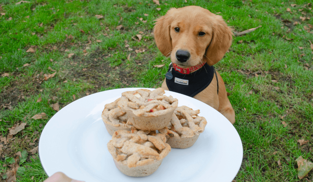 Homemade Dog Friendly Apple Pie Recipe