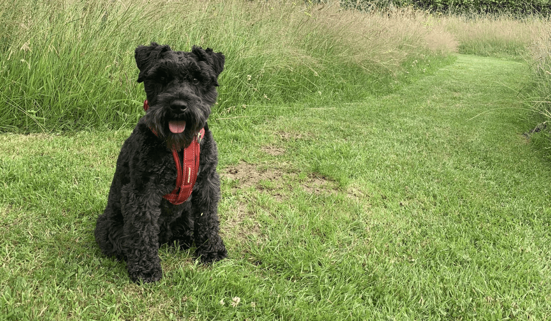 An adorable, fluffy, black pooch is enjoying a walk through the meadow.
