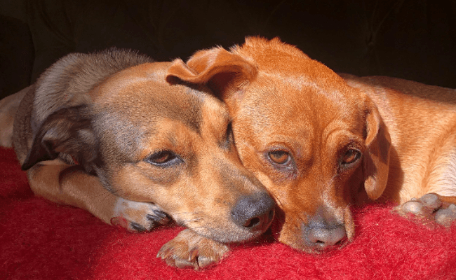 Two sausage dogs snuggling together laying down