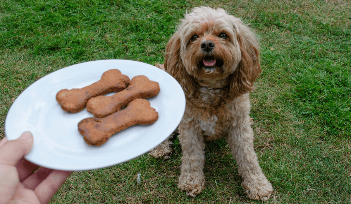 Blueberry biscuit bones recipaw