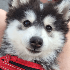 Adorable Husky Puppy